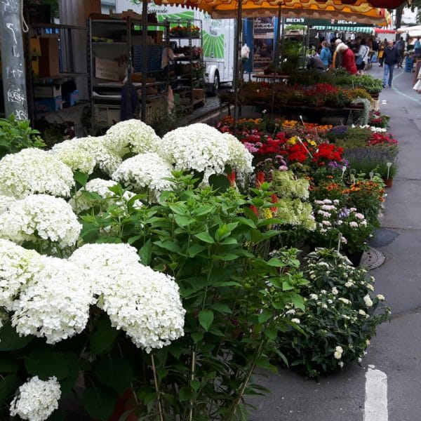 Hortensien und andere Blumen begrüßen den Besucher am Südeingang zum Markt.